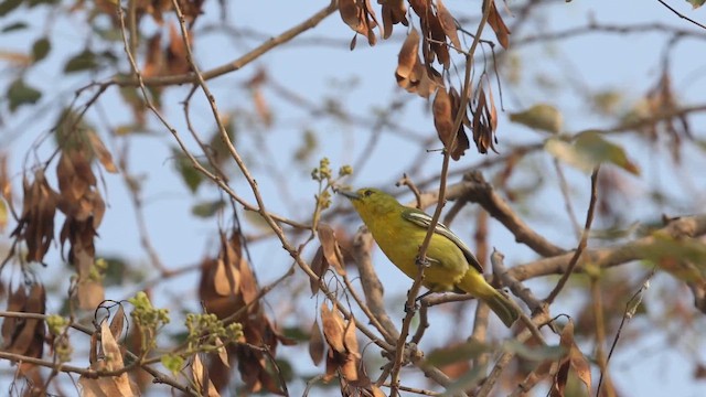 Common Iora - ML652065569