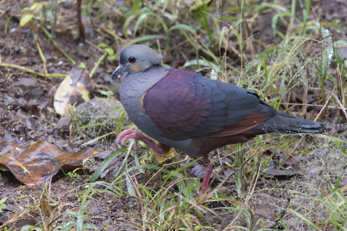 Голубок чубатий - ML652065698