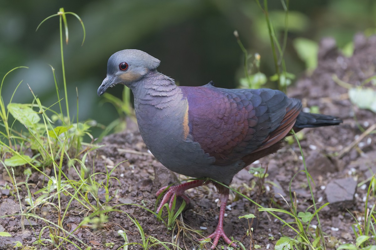 Голубок чубатий - ML652065699