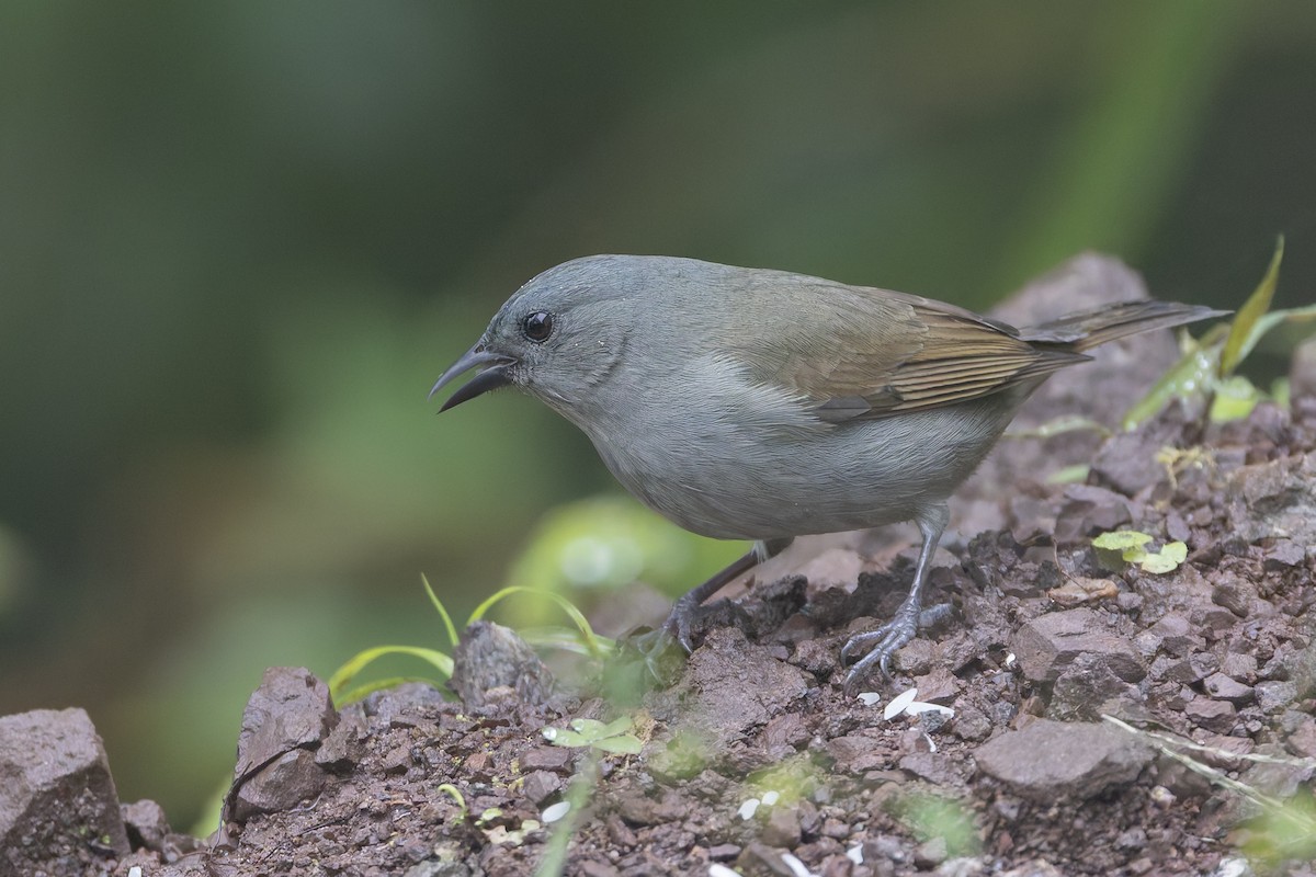 Менагра ямайська - ML652065700