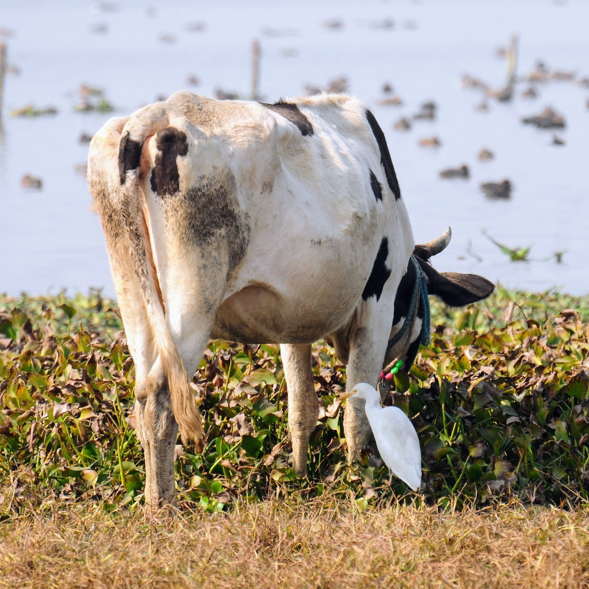 Eastern Cattle-Egret - ML652066085