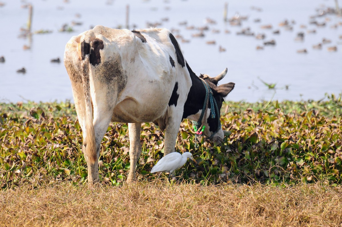 Eastern Cattle-Egret - ML652066086