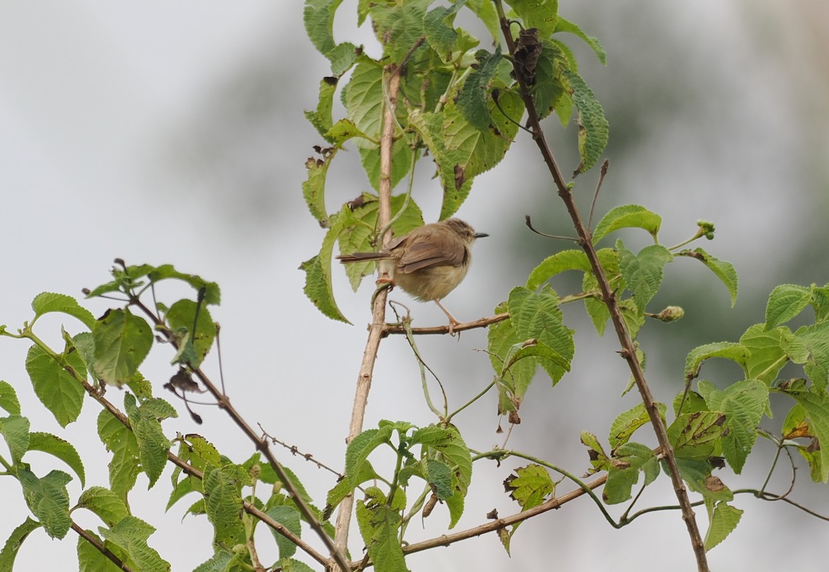 Tawny-flanked Prinia - ML652066249