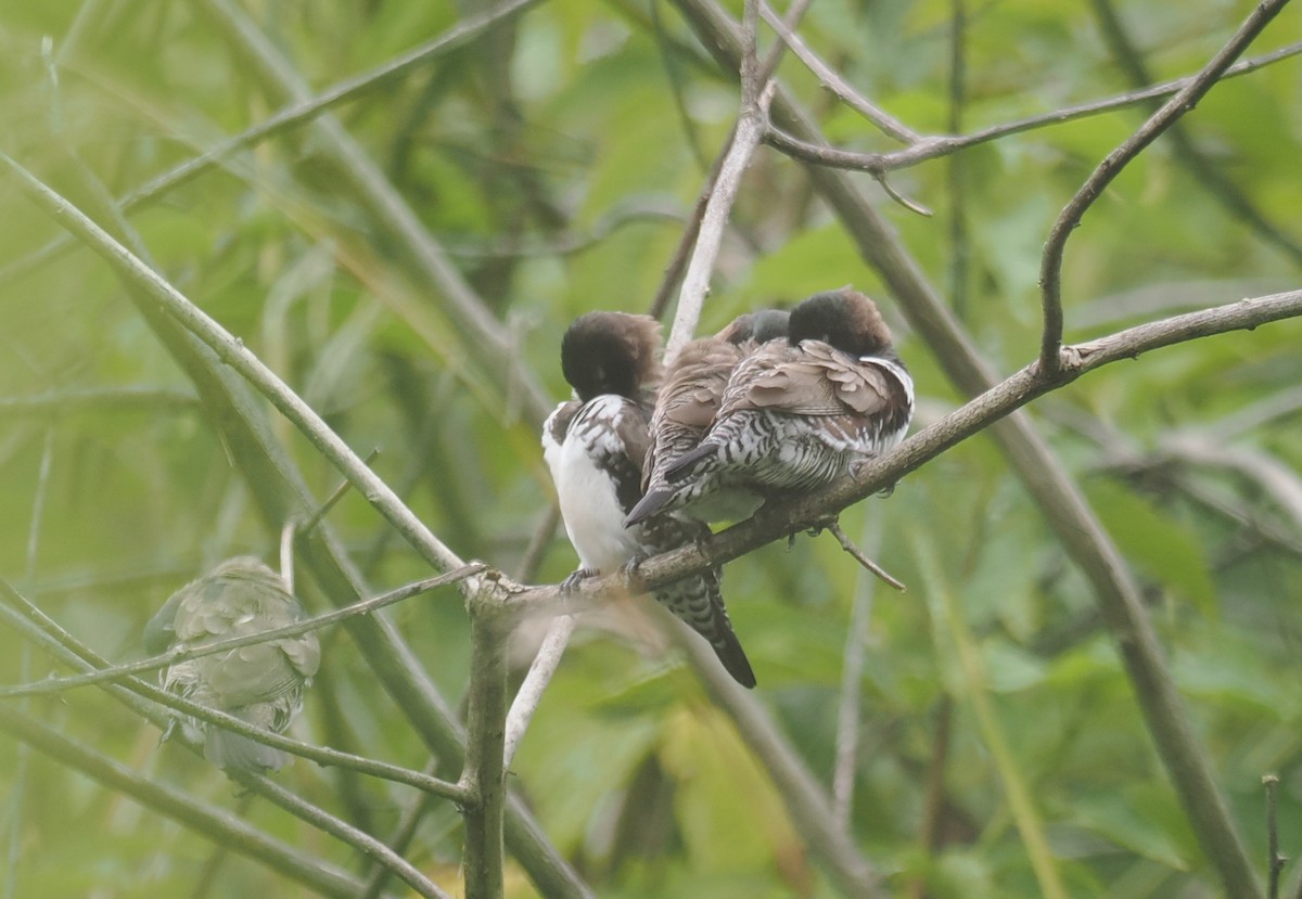 Bronze Mannikin - ML652066305