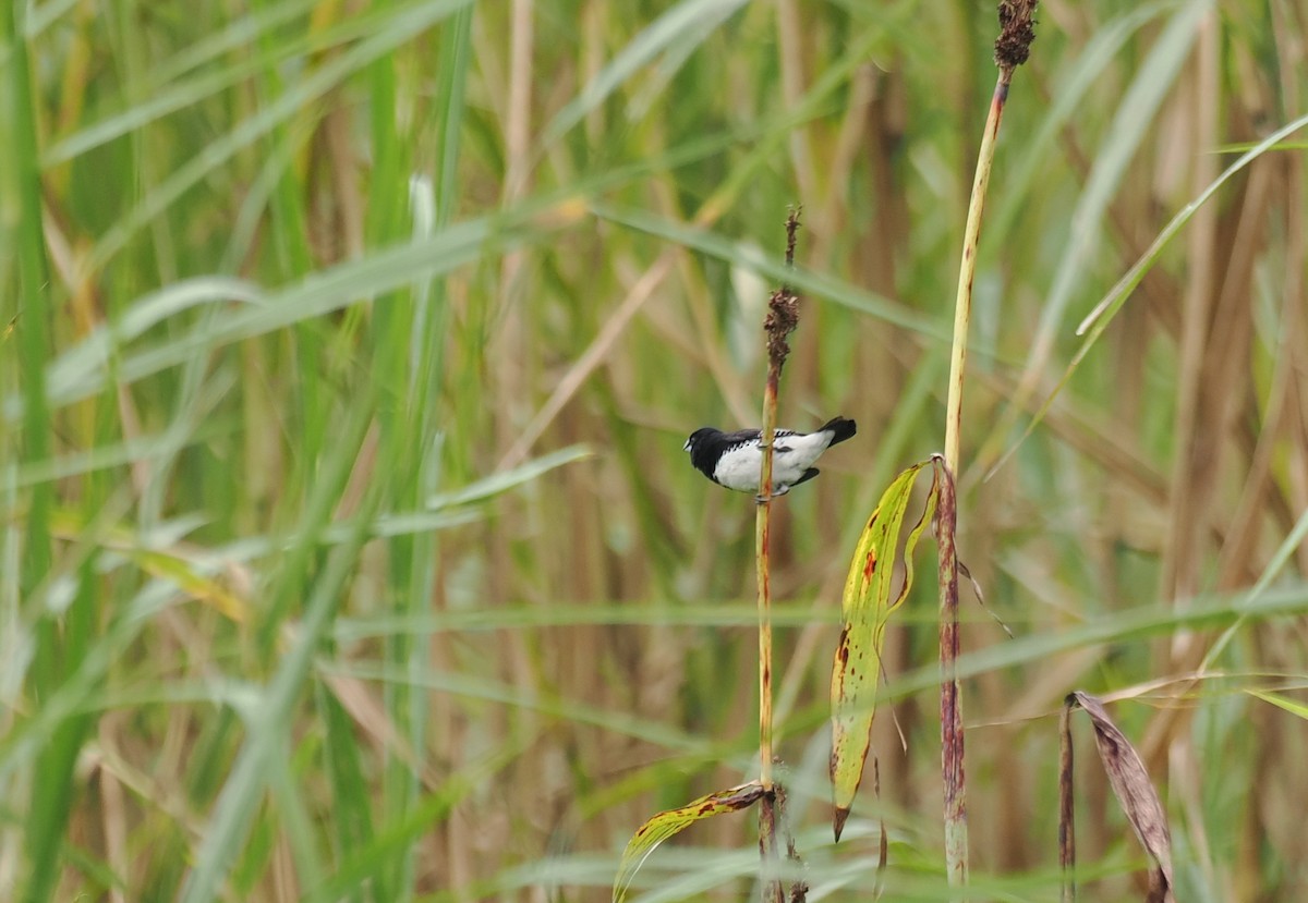 Black-and-white Mannikin - ML652066325