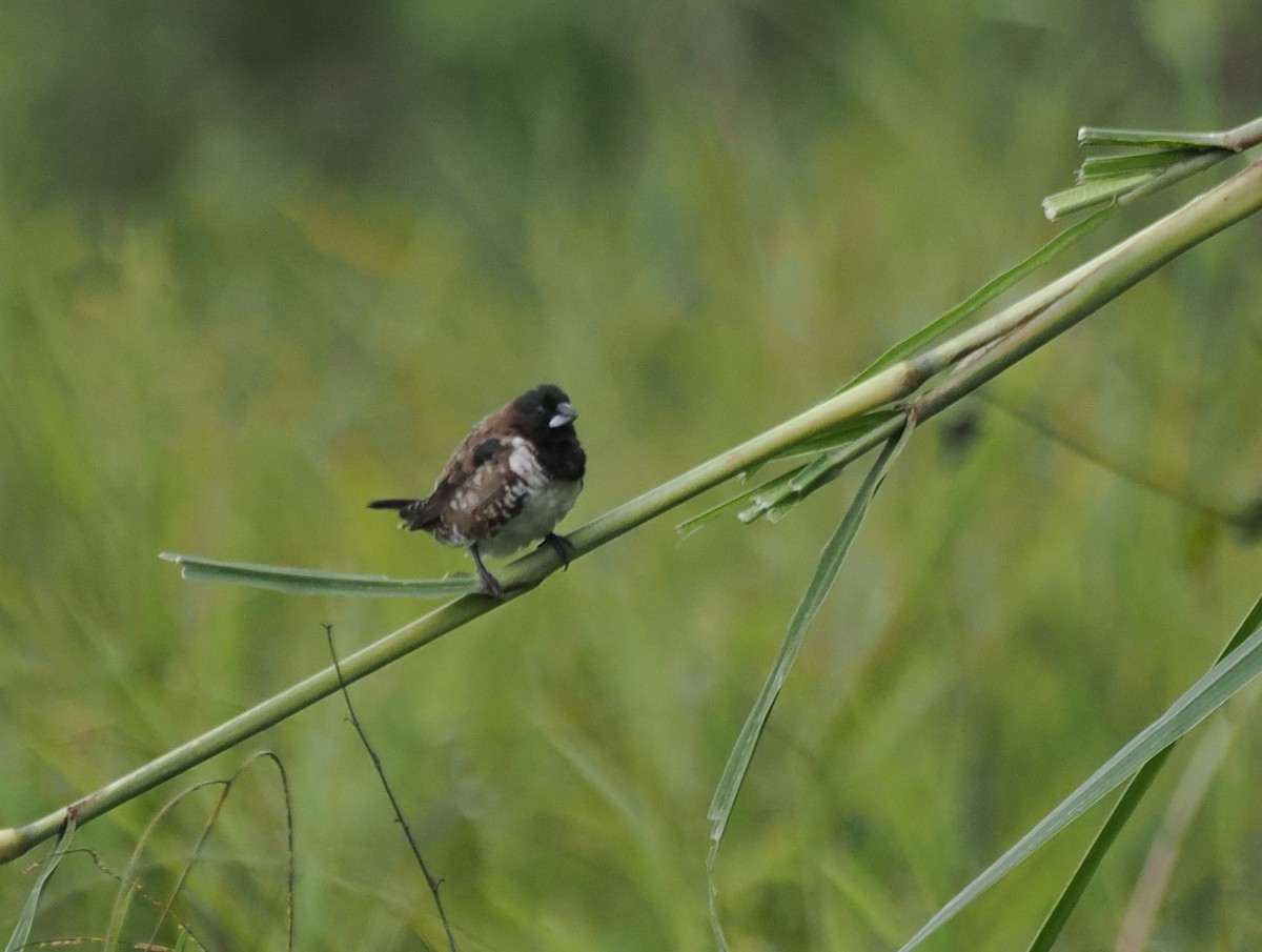 Bronze Mannikin - ML652066451