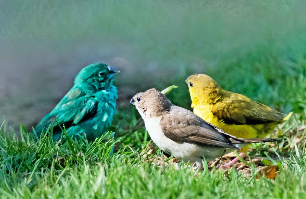 白喉文鳥 - ML652066452