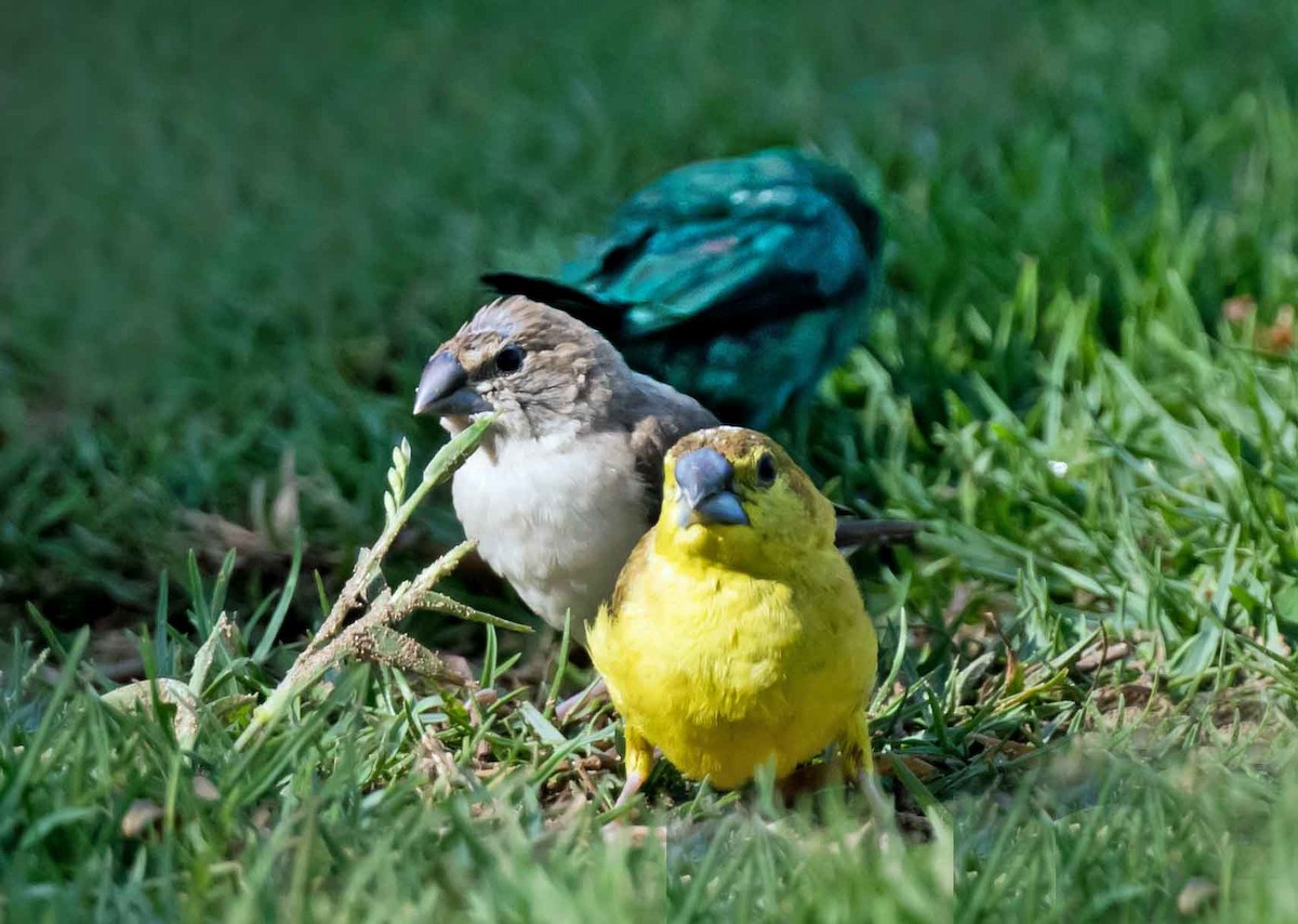 白喉文鳥 - ML652066453