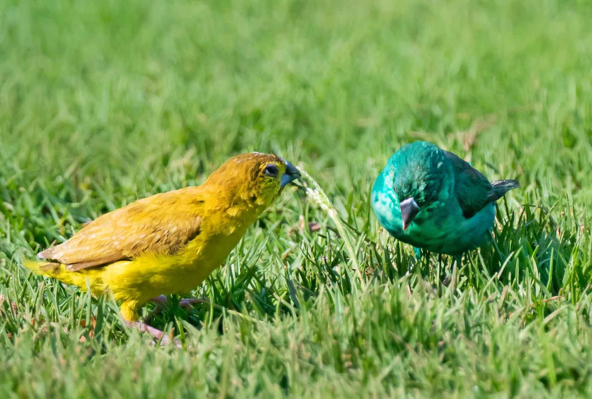 白喉文鳥 - ML652066454