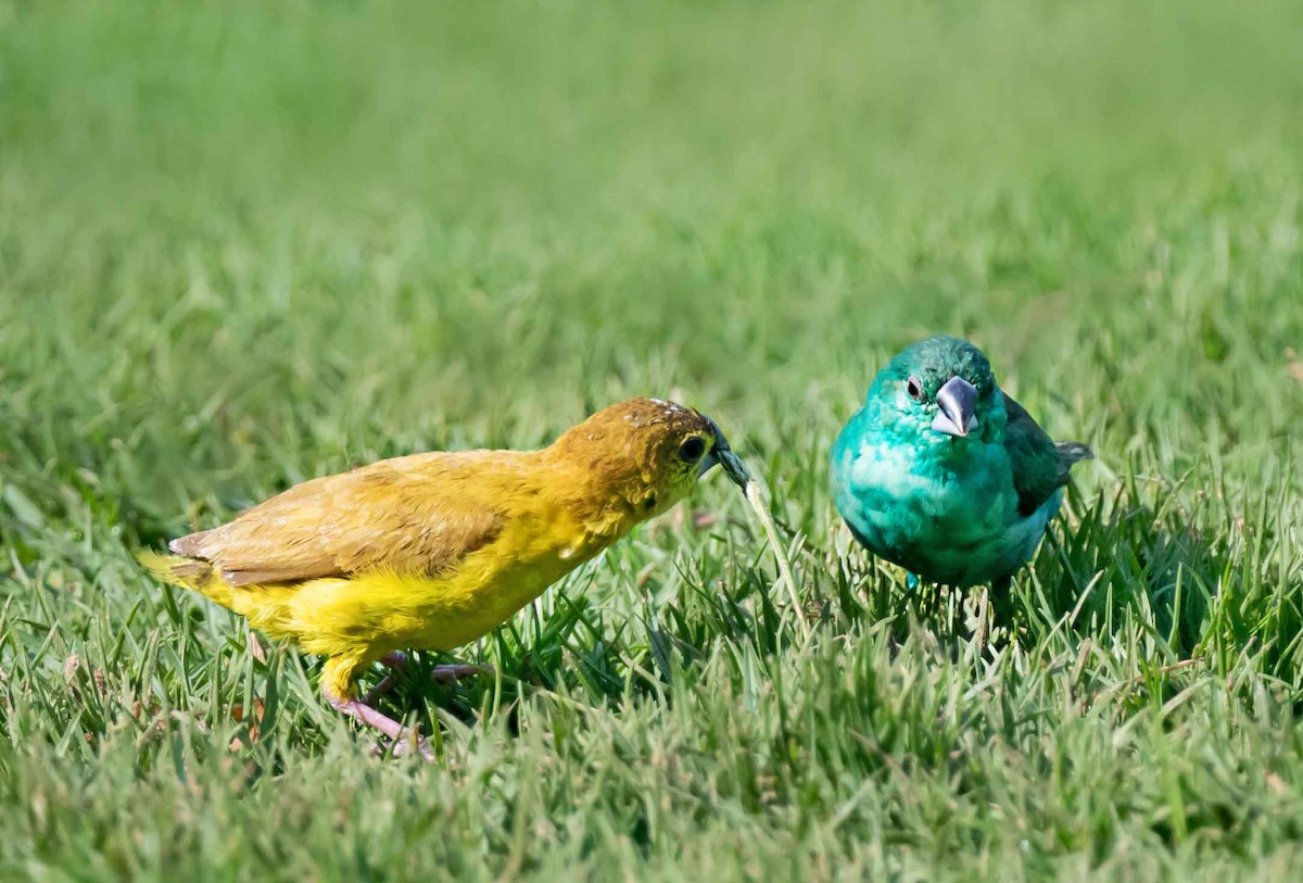 白喉文鳥 - ML652066455