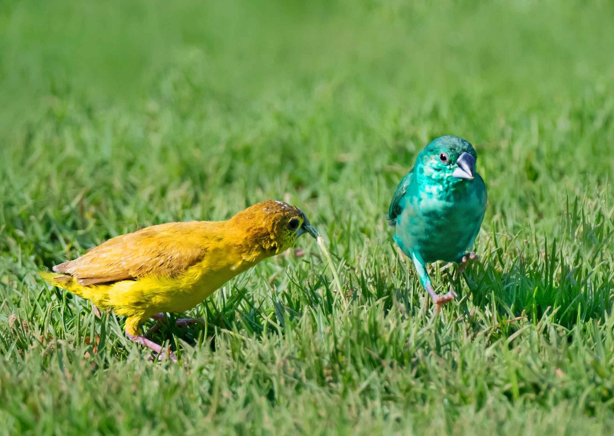 白喉文鳥 - ML652066456