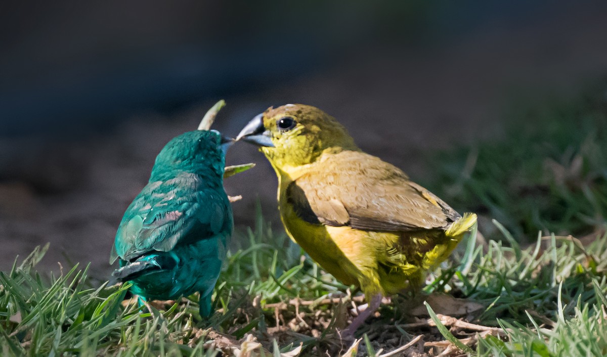 白喉文鳥 - ML652066457