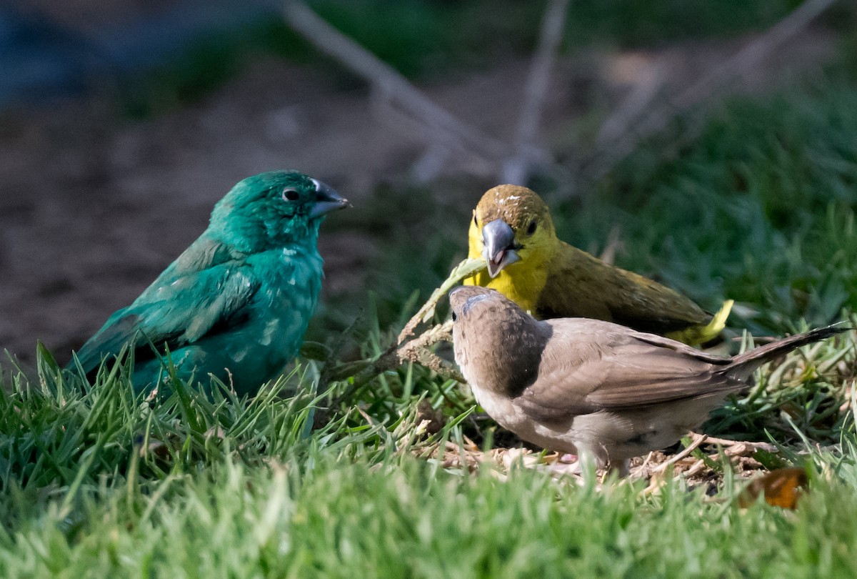 白喉文鳥 - ML652066458