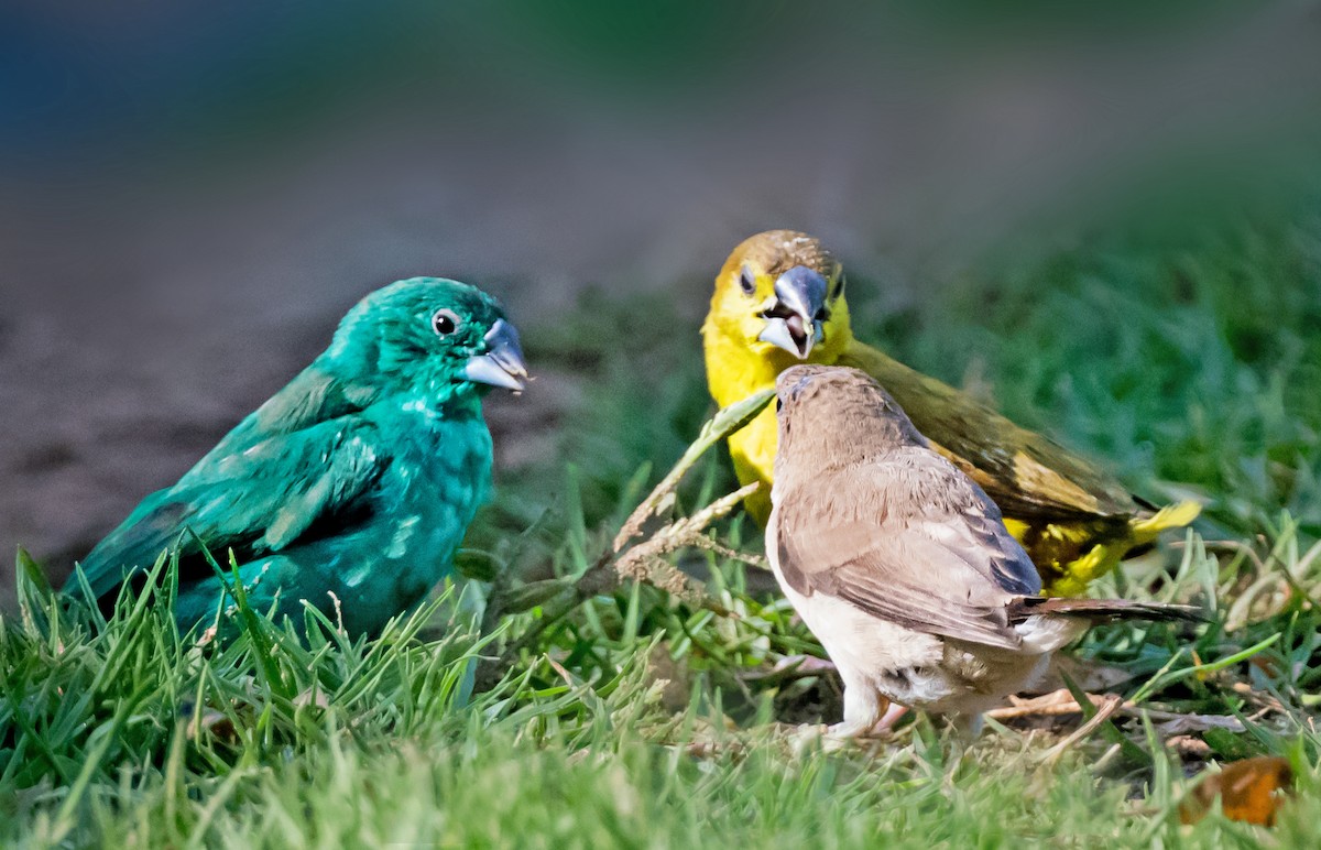 白喉文鳥 - ML652066459