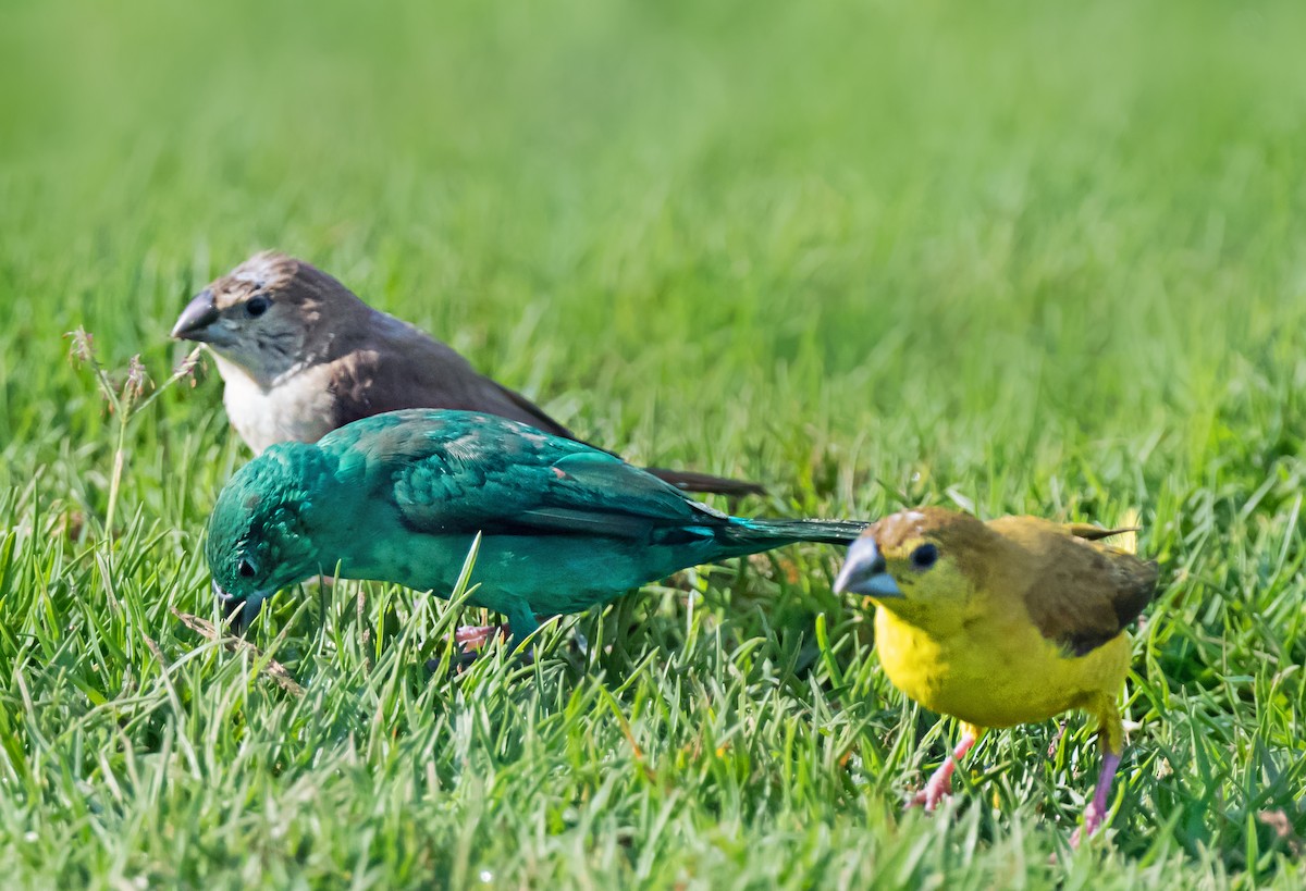 白喉文鳥 - ML652066460