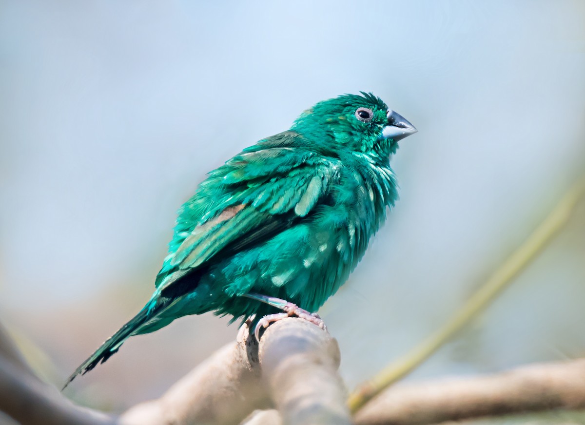 白喉文鳥 - ML652066461