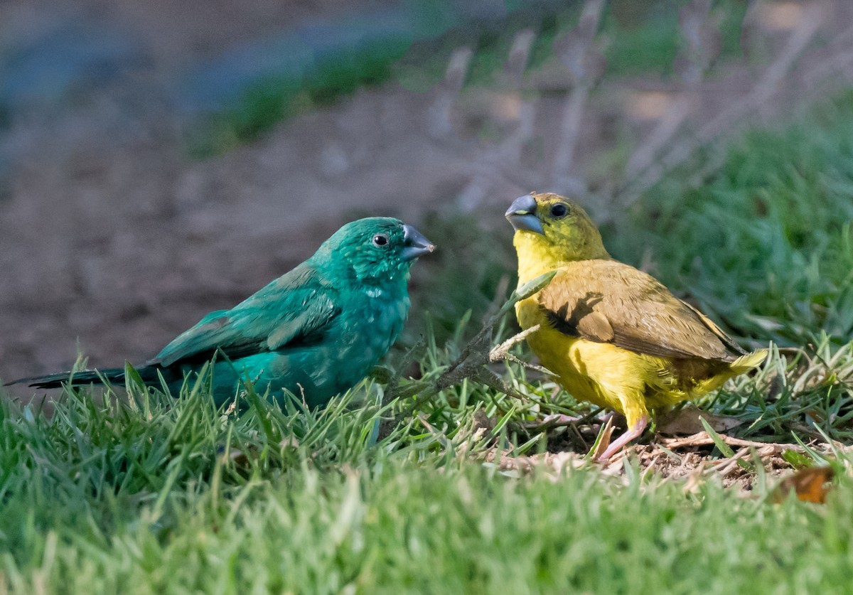 白喉文鳥 - ML652066462