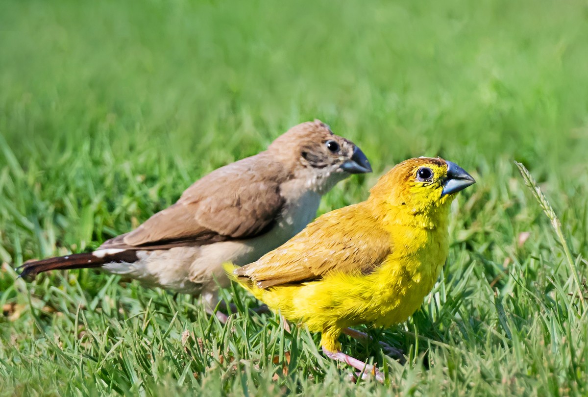 白喉文鳥 - ML652066463