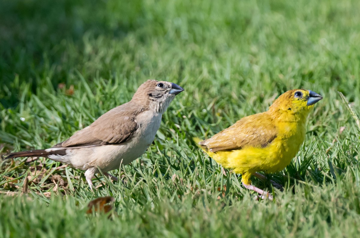 白喉文鳥 - ML652066464