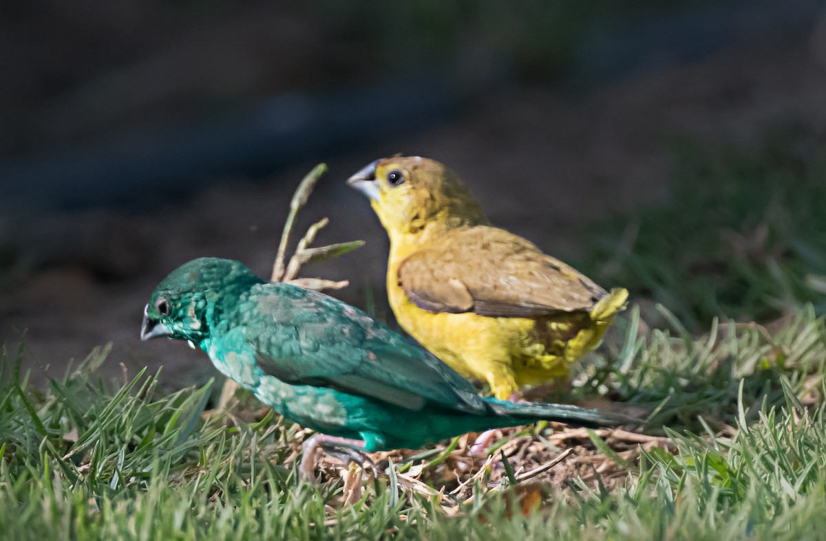 白喉文鳥 - ML652066465