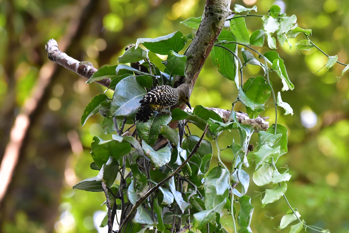 ヒメカレハゲラ - ML652066466