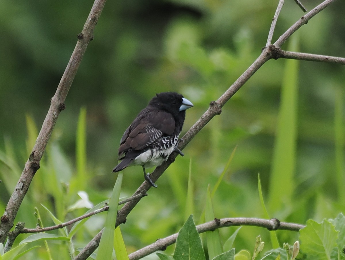 Black-and-white Mannikin - ML652066487