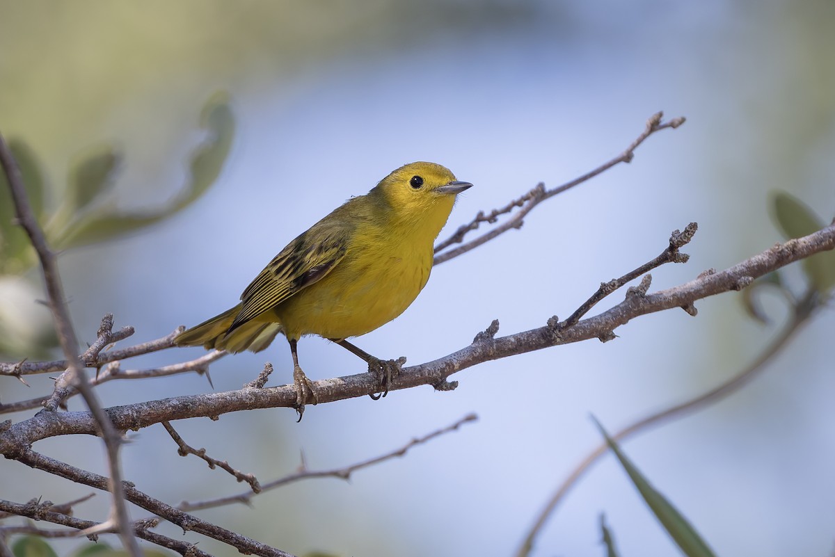 Пісняр-лісовик жовтий мангровий - ML652066869