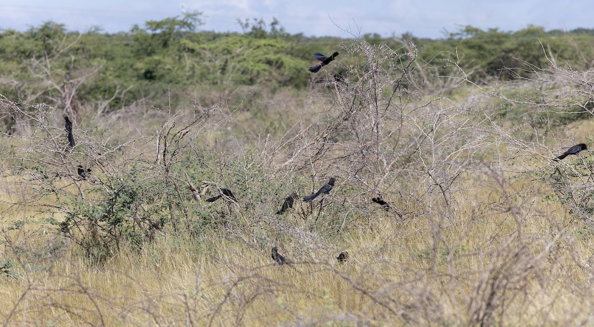 Ані товстодзьобий - ML652066876