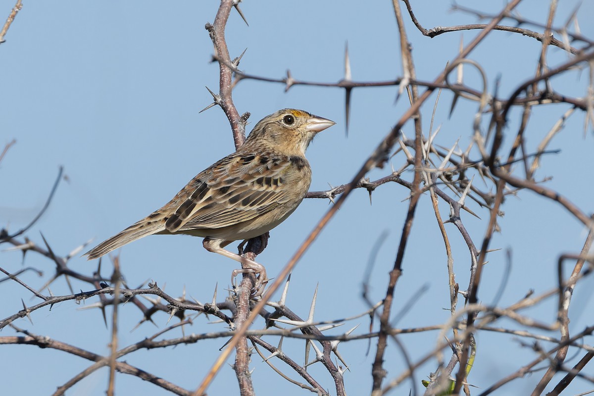 Багновець прерієвий - ML652066892