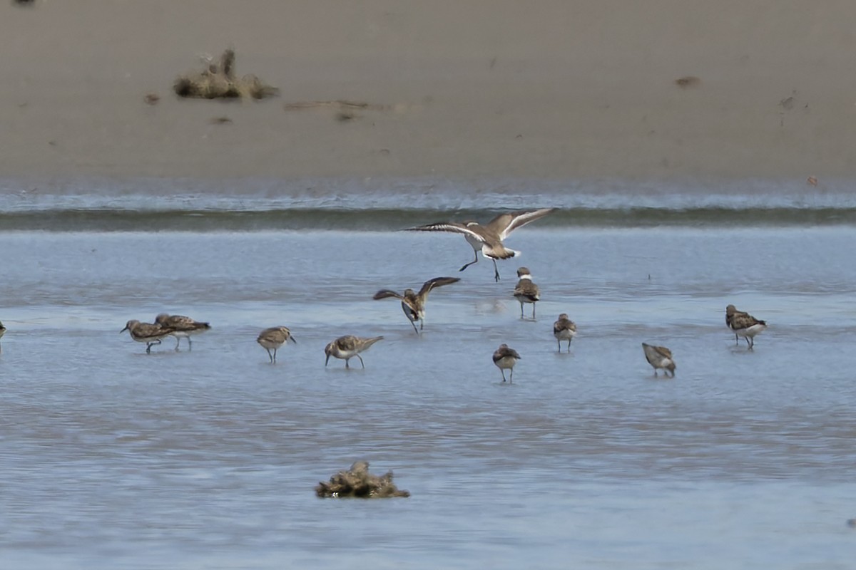 Пісочник канадський - ML652066916