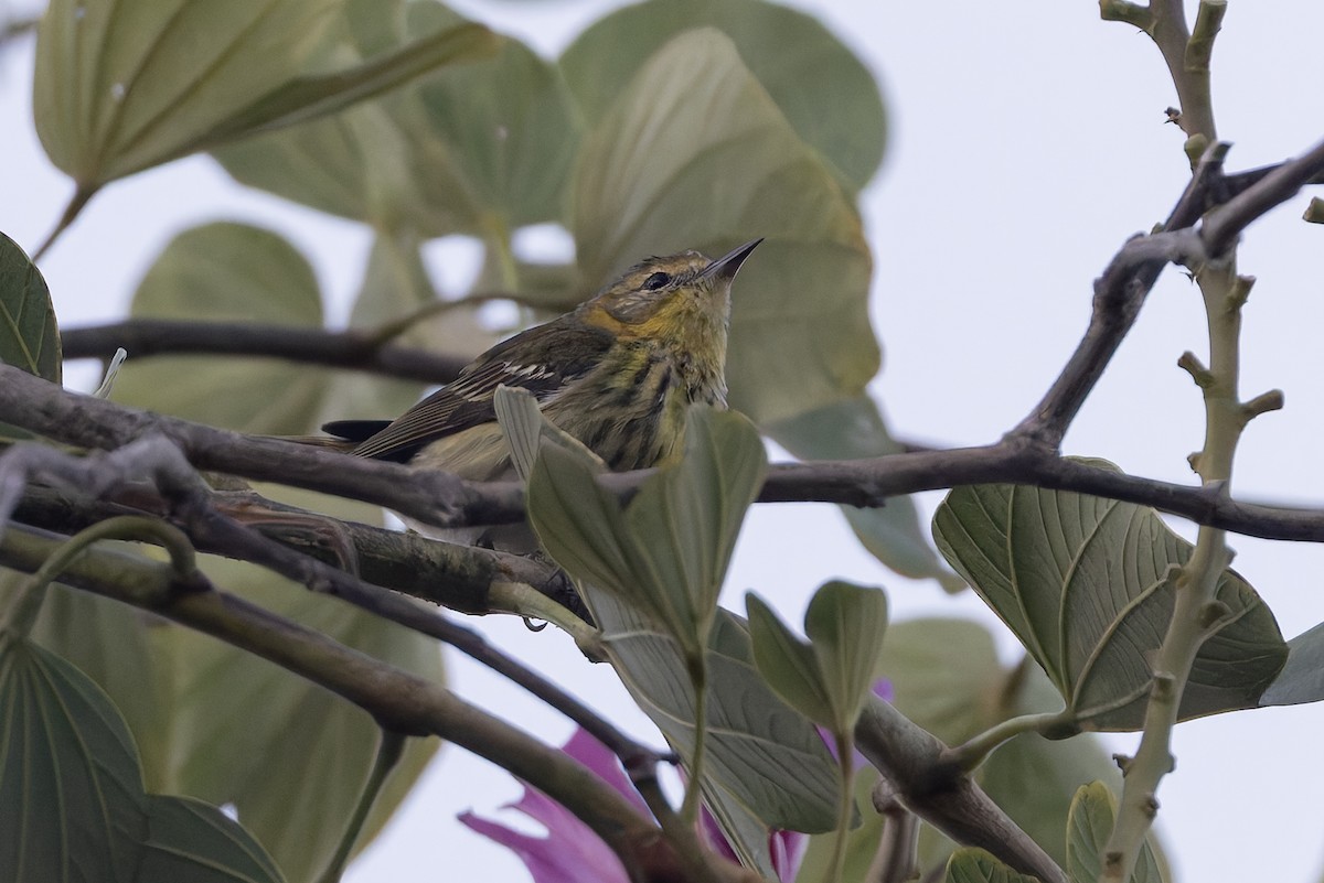 Пісняр-лісовик рудощокий - ML652067142