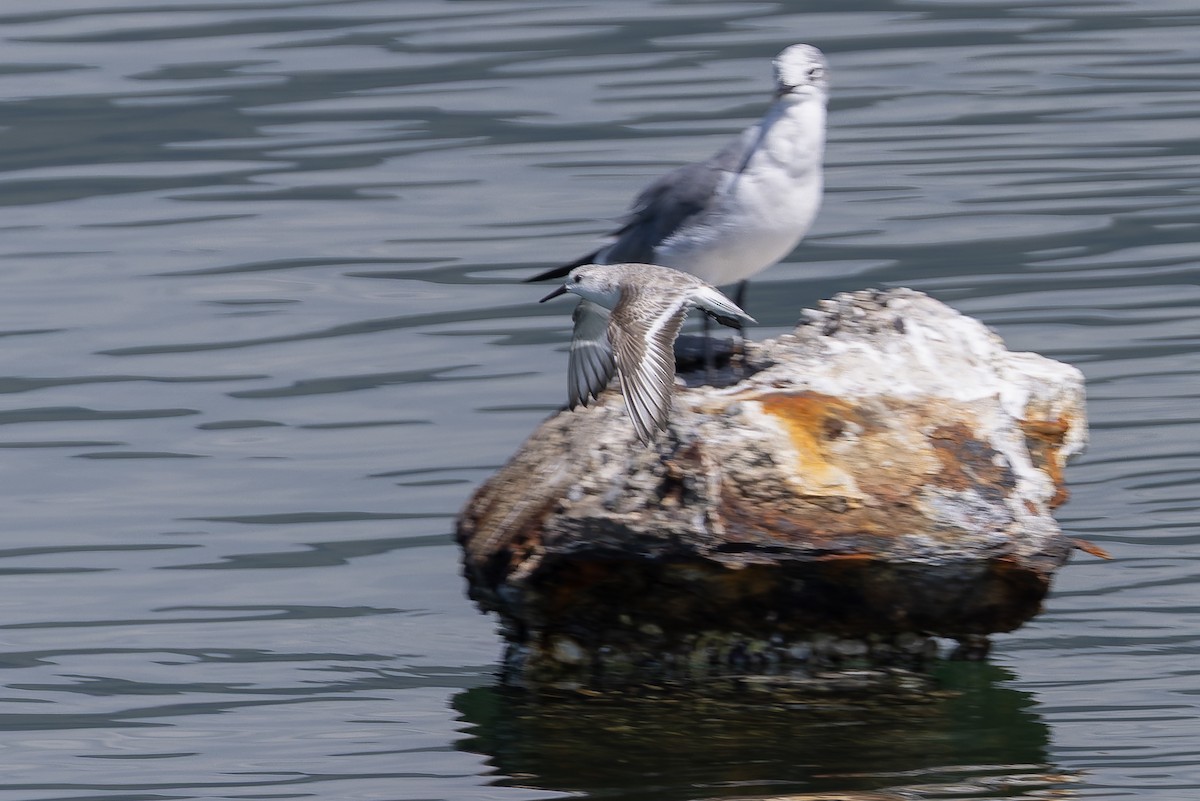 Побережник білий - ML652067169