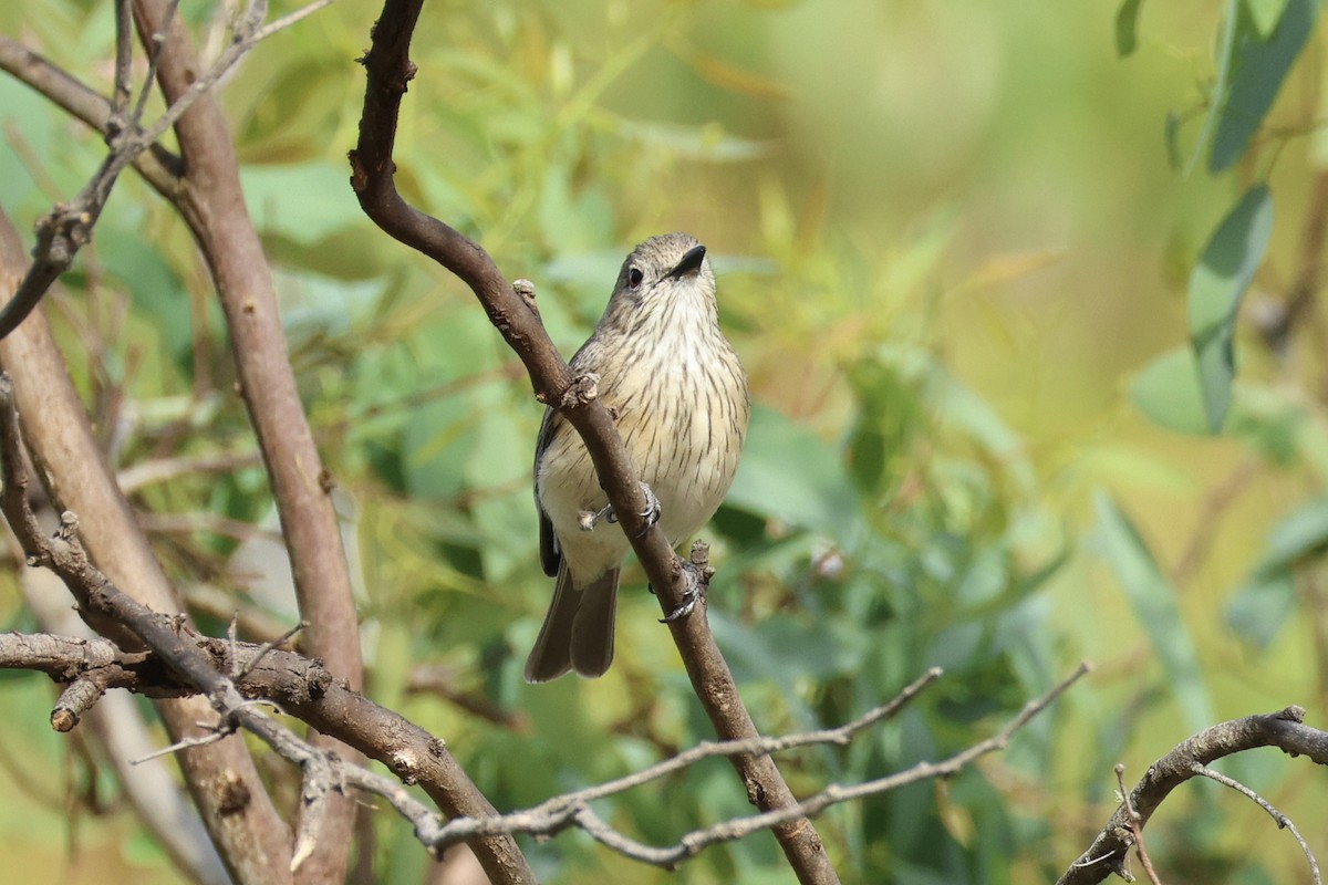 Rufous Whistler - ML652067196