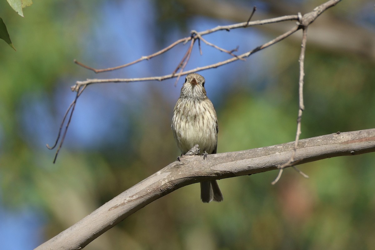 Rufous Whistler - ML652067198