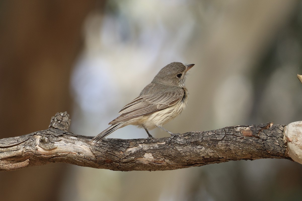 Rufous Whistler - ML652067201