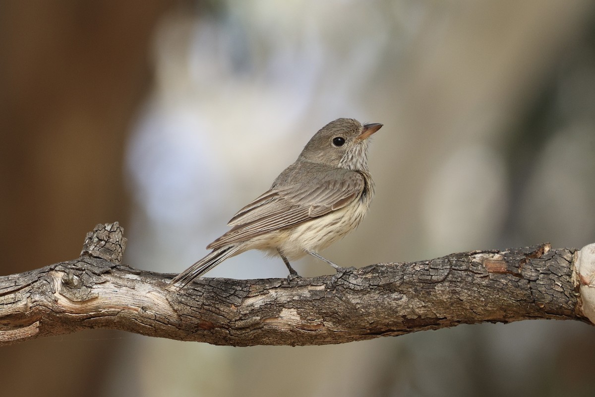 Rufous Whistler - ML652067202