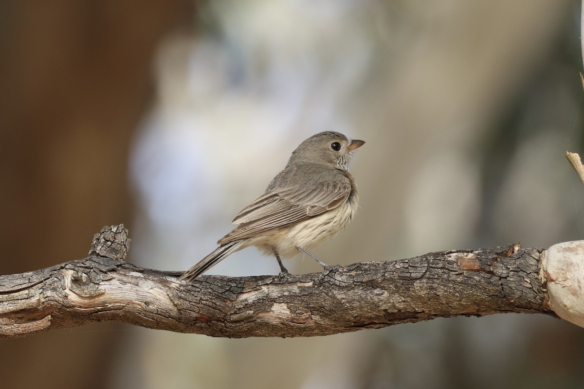 Rufous Whistler - ML652067203