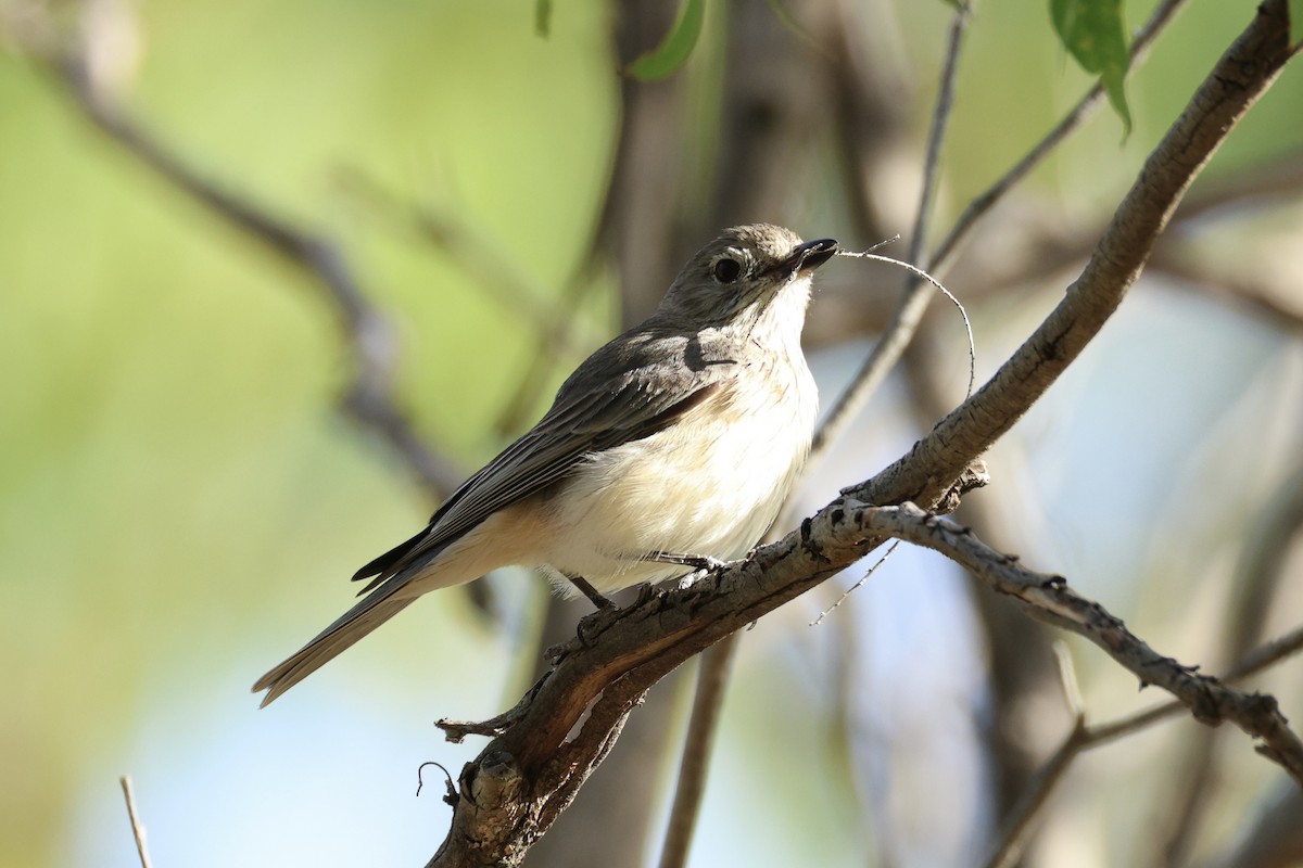 Rufous Whistler - ML652067204