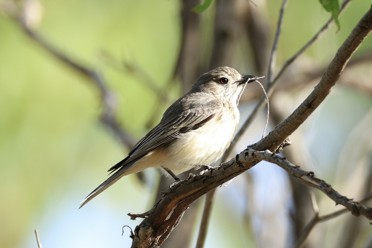 Rufous Whistler - ML652067205