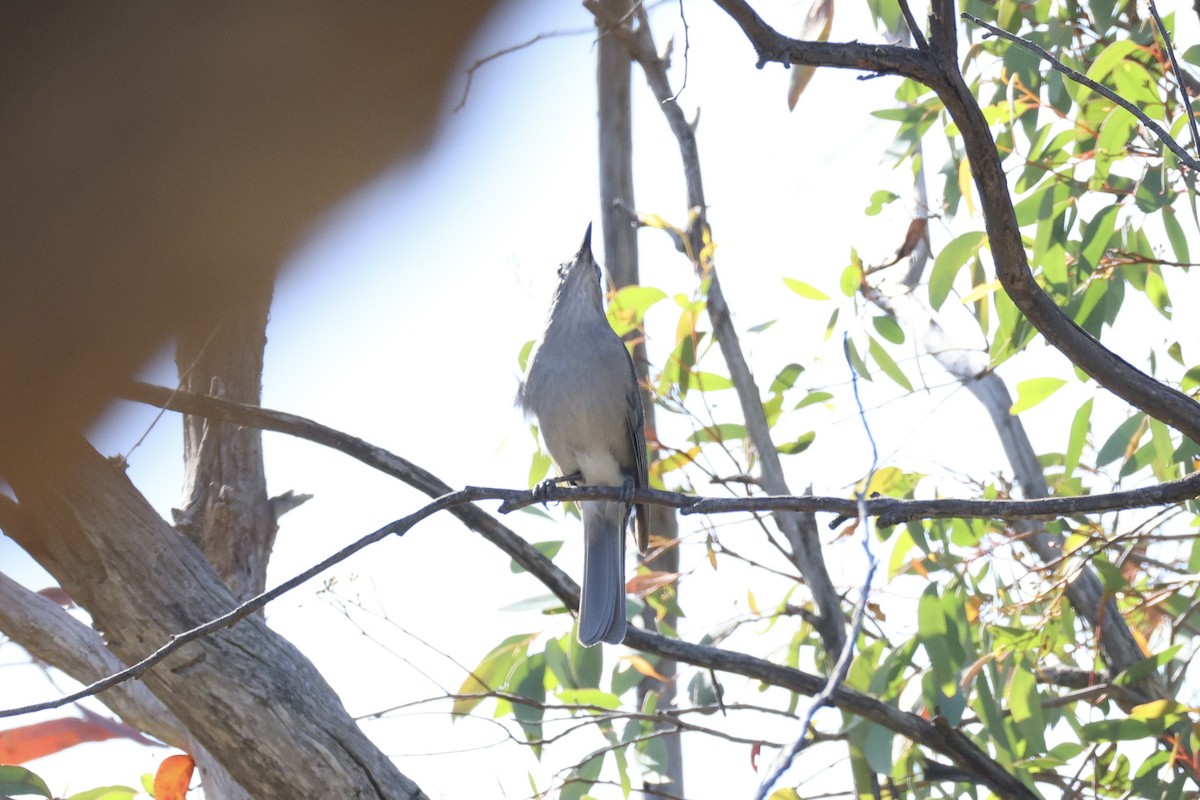 Gray Shrikethrush - ML652067217