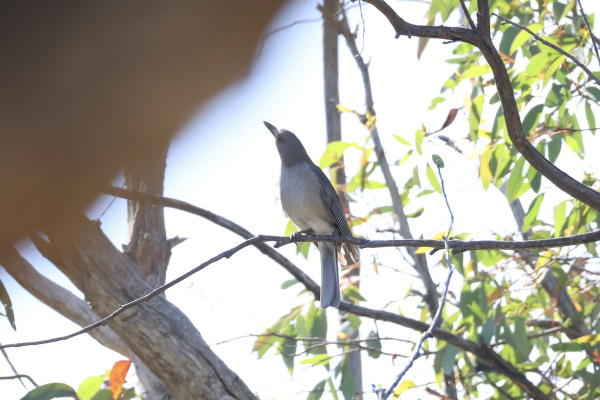 Gray Shrikethrush - ML652067218