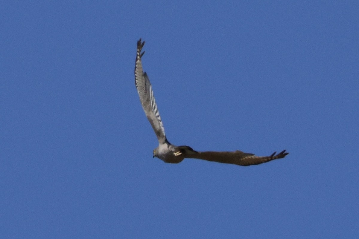 Brown Goshawk - ML652067245