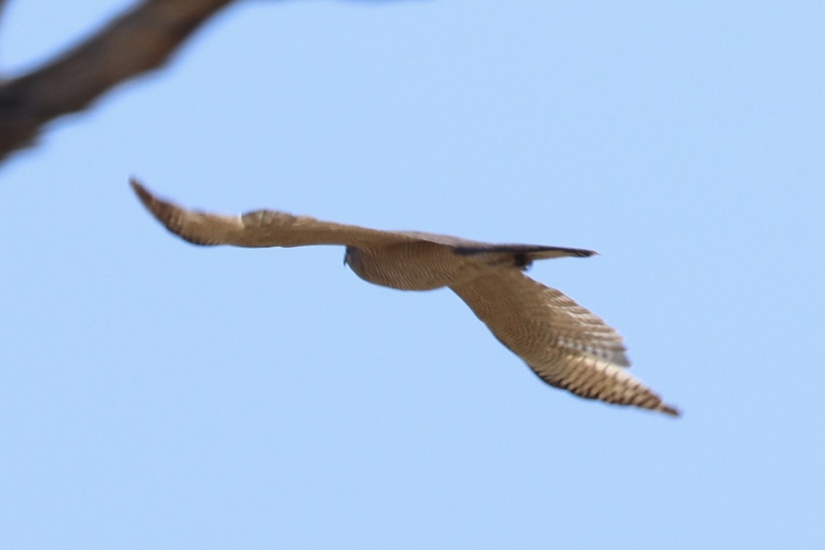 Brown Goshawk - ML652067246