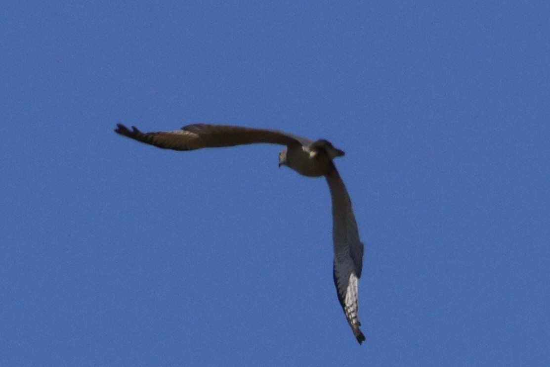 Brown Goshawk - ML652067247