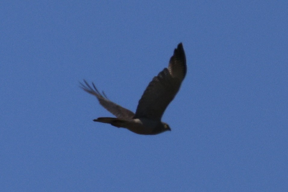 Brown Goshawk - ML652067248