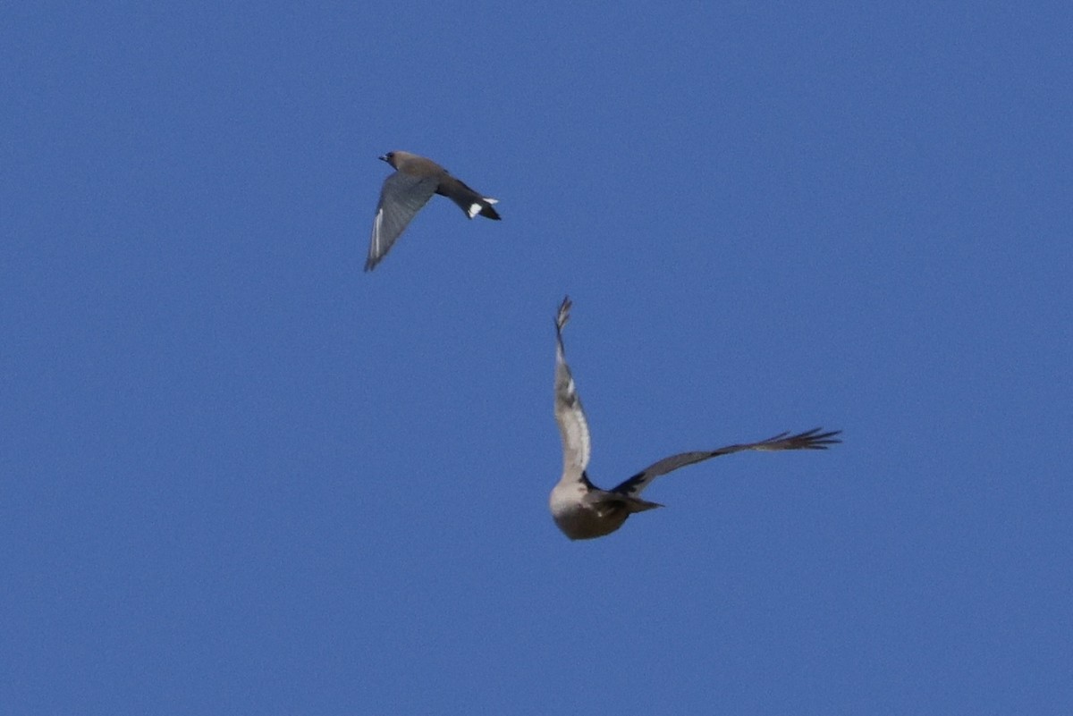 Brown Goshawk - ML652067249