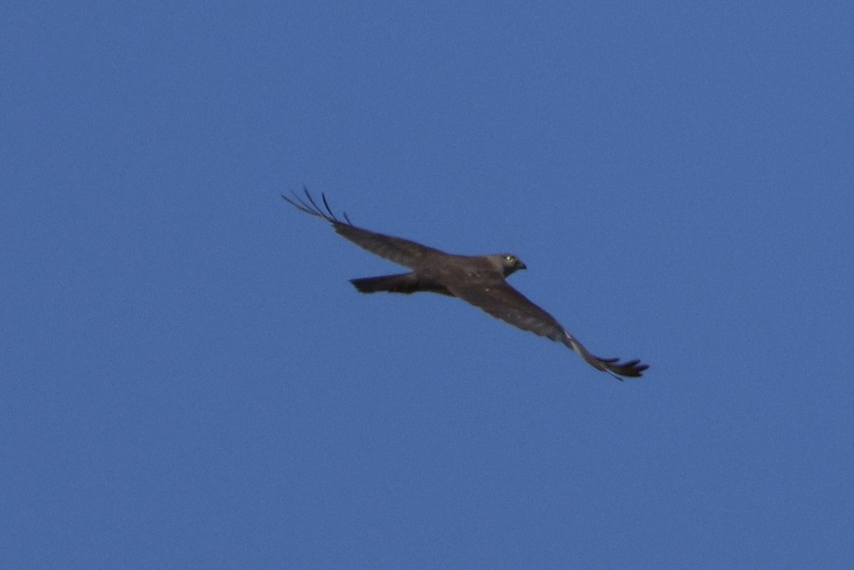 Brown Goshawk - ML652067250