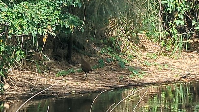 Багновик молуцький - ML652067257