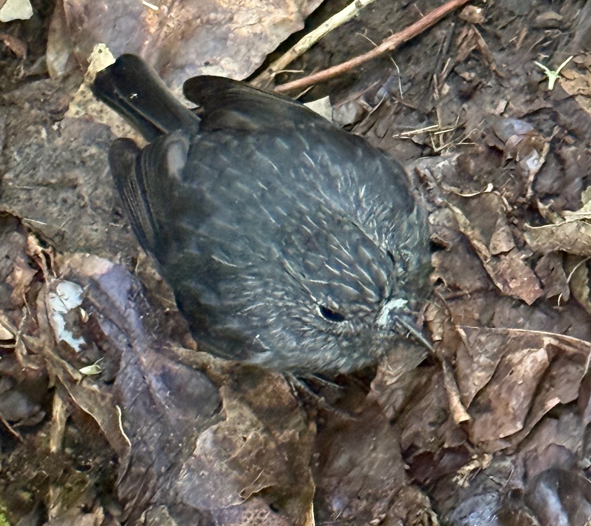 Kuzey Adası Bülbülü - ML652067377