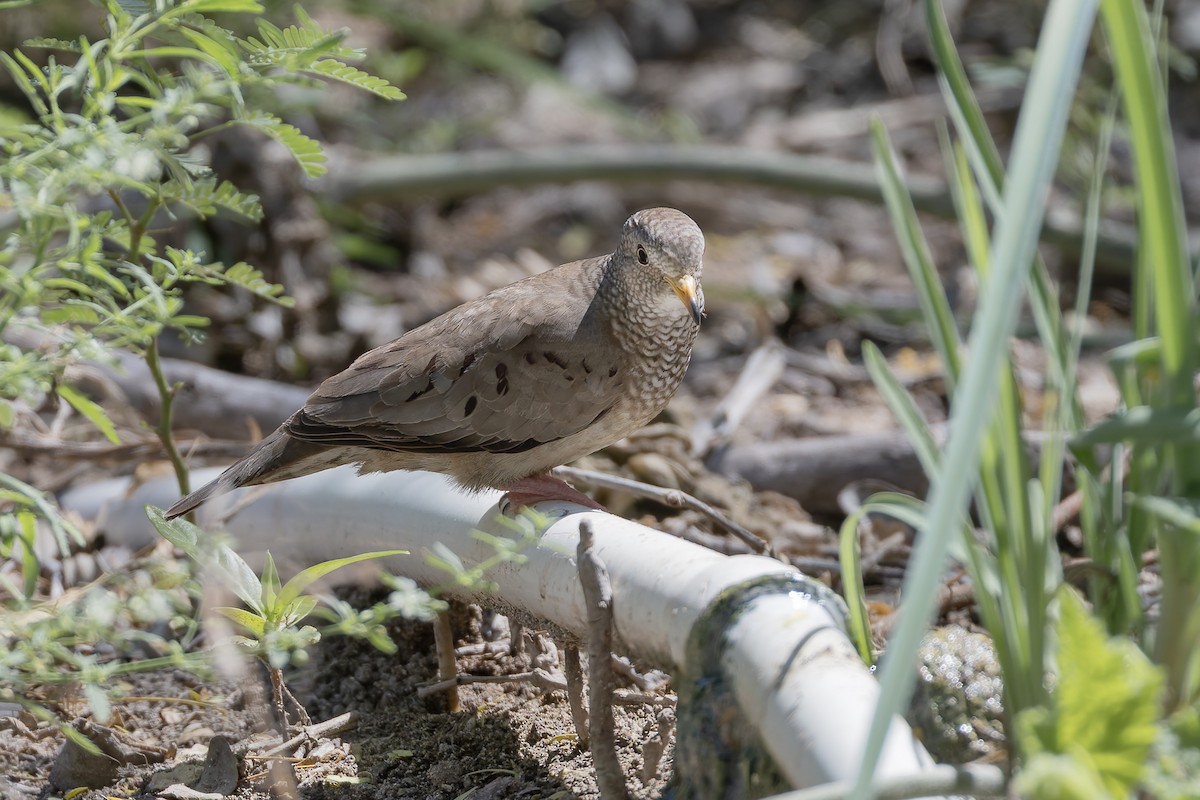 Талпакоті строкатоголовий - ML652067402